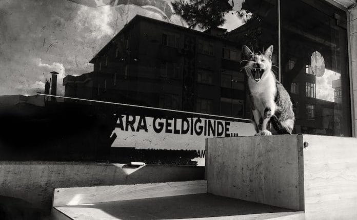 what is a kitten heel_2